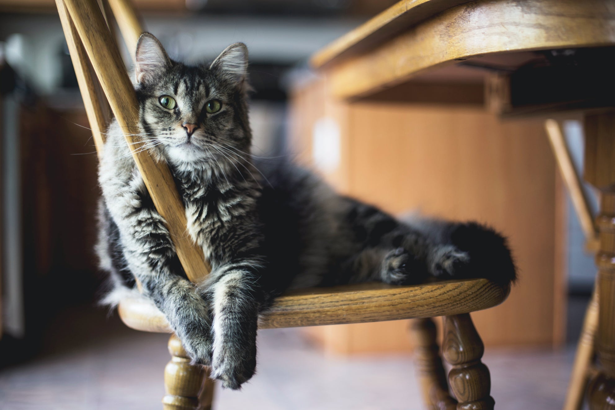 Bosscat