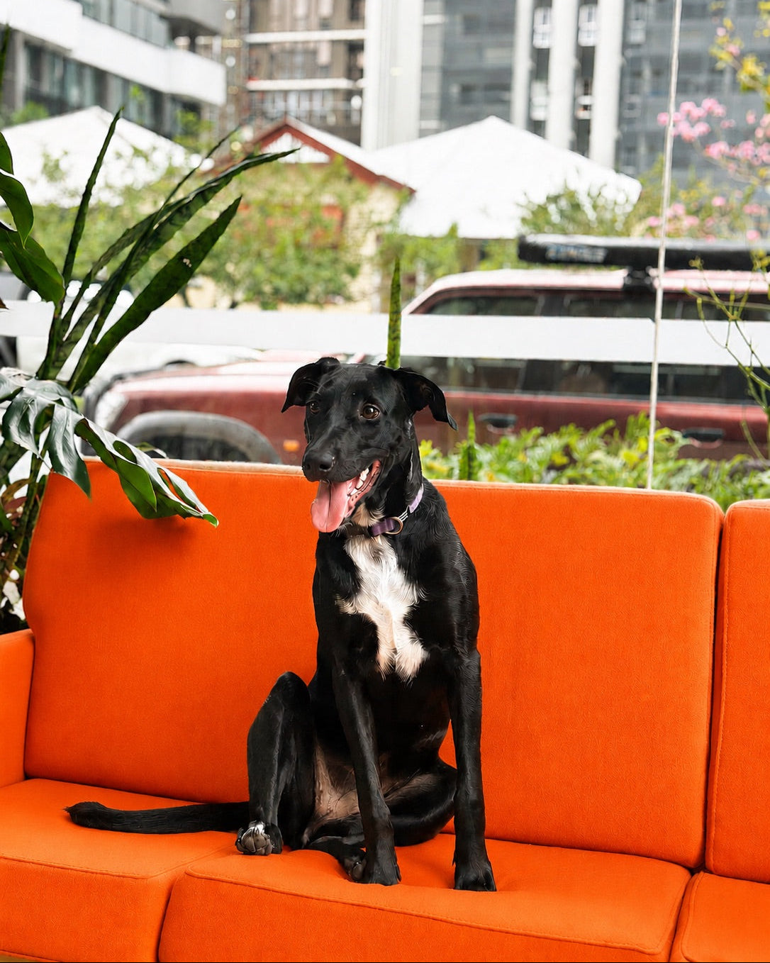 Black dog sitting on an orange couch with a cityscape background